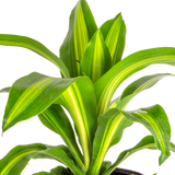 detailed view of dracaena golden heart foliage, the plant is green and yellow striped