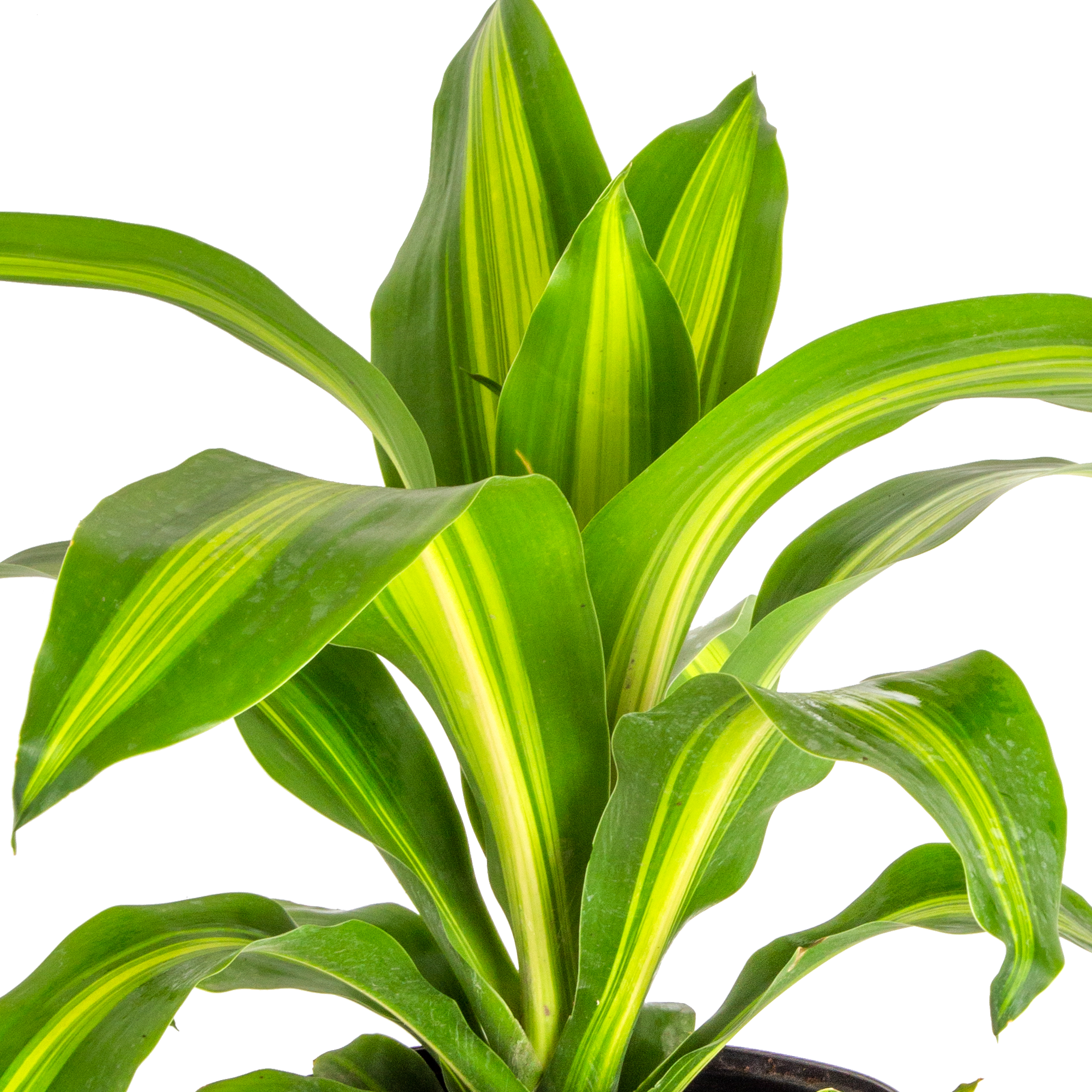 detailed view of dracaena golden heart foliage, the plant is green and yellow striped