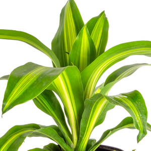 detailed view of dracaena golden heart foliage, the plant is green and yellow striped