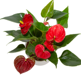 birds eye view of the top of the anthurium plant to showcase the very bright red blooms and shiny leaves