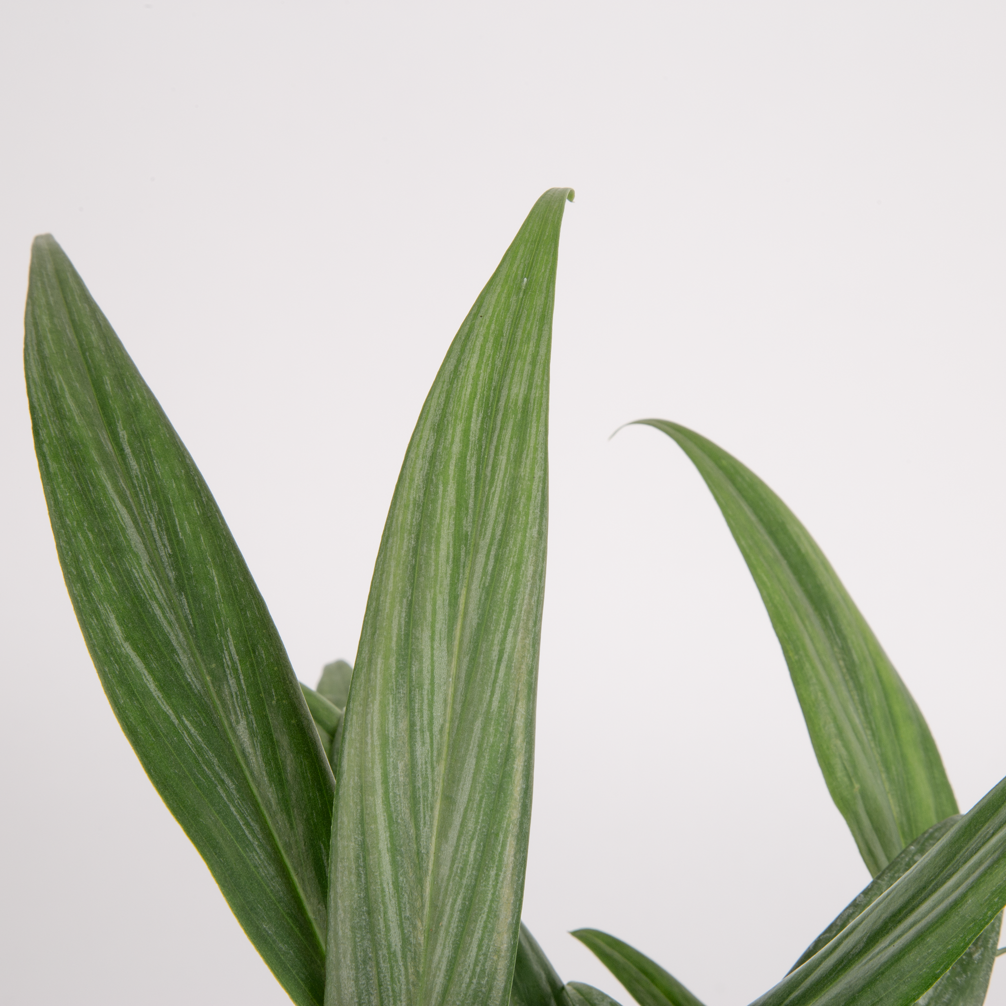 detailed close up of epipremnum aplissimum leaves, you can see the silver streaks within the green pointed leaves