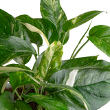 detail view of the variagation of albo pothos leaves to showcase the streaks of white in the leaves