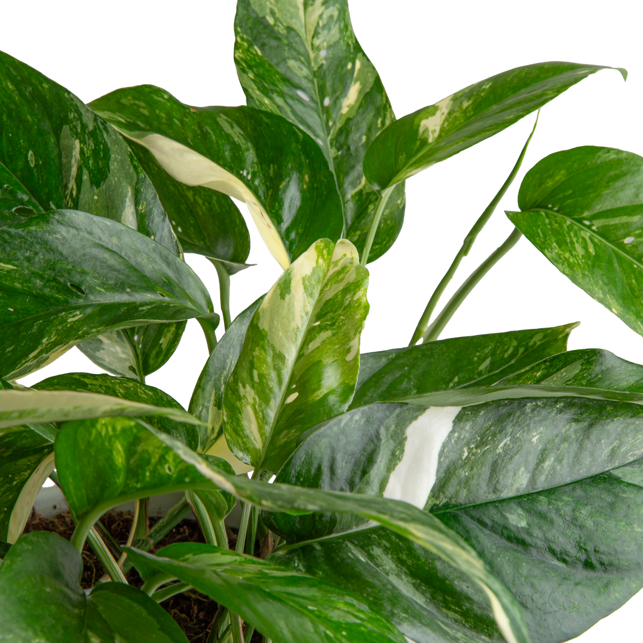 detail view of the variagation of albo pothos leaves to showcase the streaks of white in the leaves