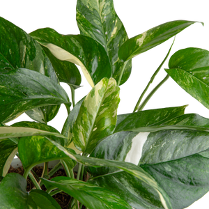 detail view of the variagation of albo pothos leaves to showcase the streaks of white in the leaves