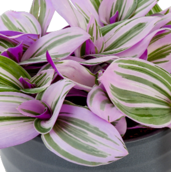 Nanouk' Tradescantia