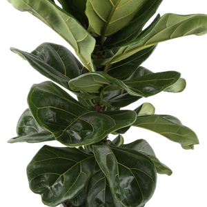 detail view of ficus lyrata standard leaves, they are dark green and shiny with yellowish veins