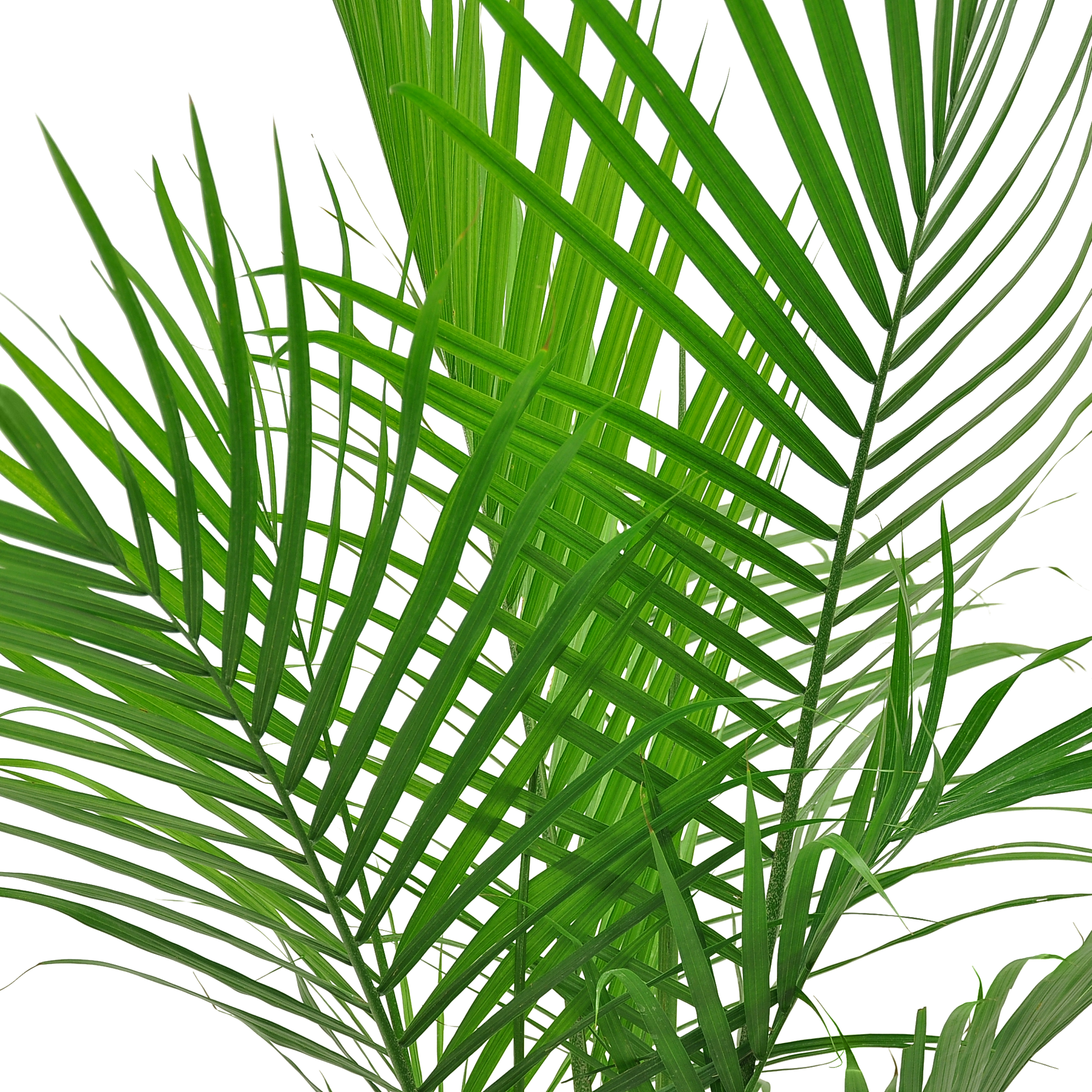 detailed view of the majesty palm fronds to showcase the bright green color and thin, strong leaves