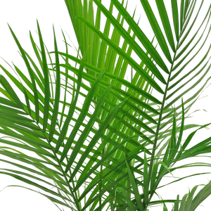 detailed view of the majesty palm fronds to showcase the bright green color and thin, strong leaves