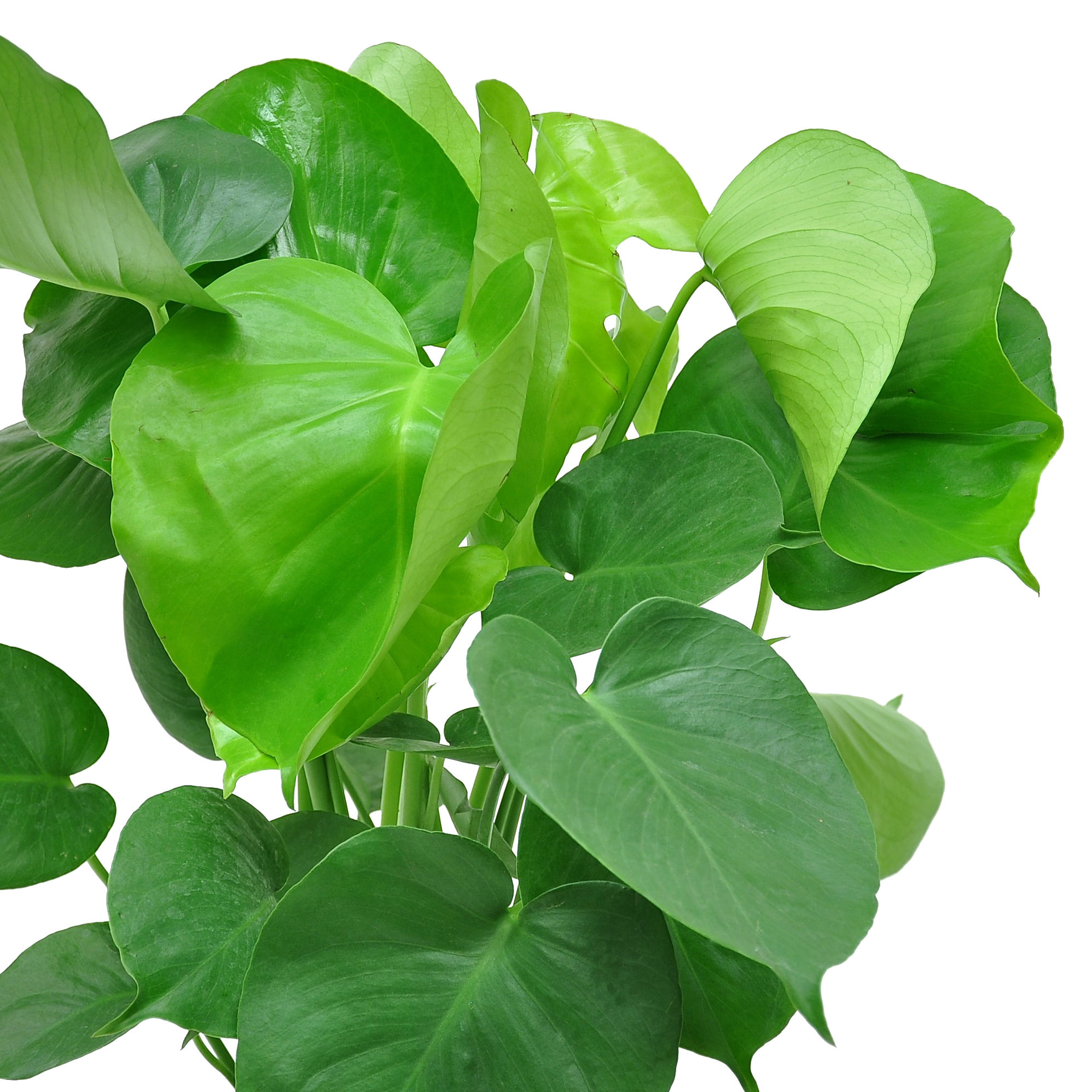 view of monstera deliciosa leaves when they are young and still developing fenestrations