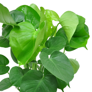 view of monstera deliciosa leaves when they are young and still developing fenestrations