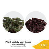 digital infographic showcasing the two plant colors of the peperomia schumi that can be shipped, either green or red foliage. the test reads: plant variety vary  based on availability, this is not a complete list of varieties. foliage can be either dark green or dark red