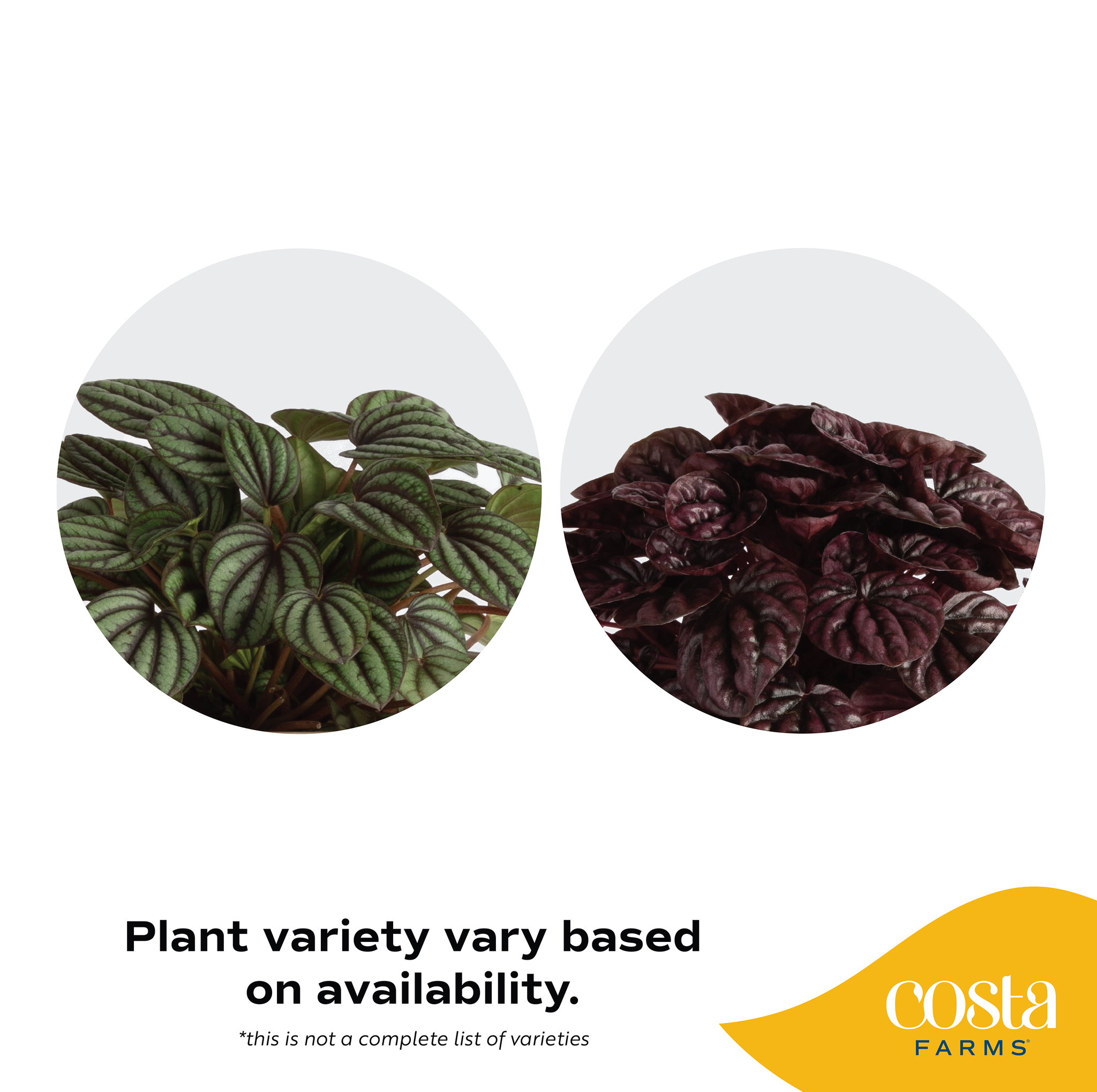 digital infographic showcasing the two plant colors of the peperomia schumi that can be shipped, either green or red foliage. the test reads: plant variety vary  based on availability, this is not a complete list of varieties. foliage can be either dark green or dark red