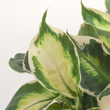 detail close up showcasing the creamy whites and shades of green featured on cool beauty dieffenbachia foliage