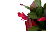 christmas cactus foliage showcasing an open red bloom and some buds that have yet to open 