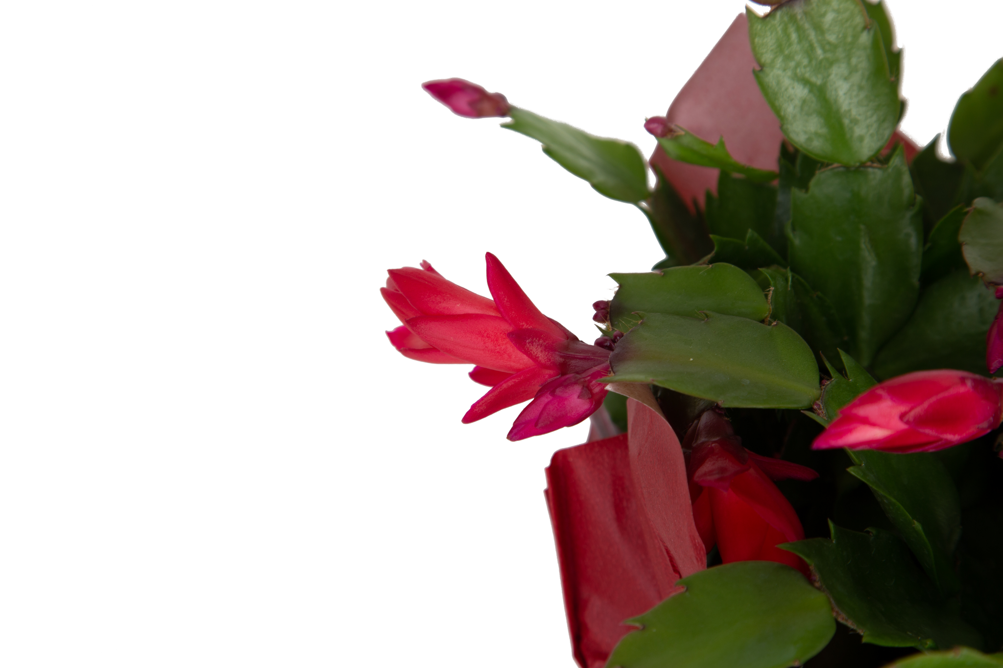 christmas cactus foliage showcasing an open red bloom and some buds that have yet to open 