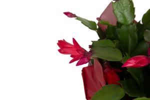 christmas cactus foliage showcasing an open red bloom and some buds that have yet to open 