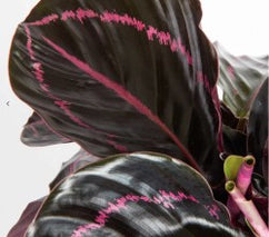 Plant Pests 101: Aphids