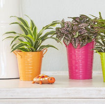 9 Colorful Little Houseplants That Will Melt Your Heart