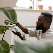 Plant Pests 101: Spider Mites